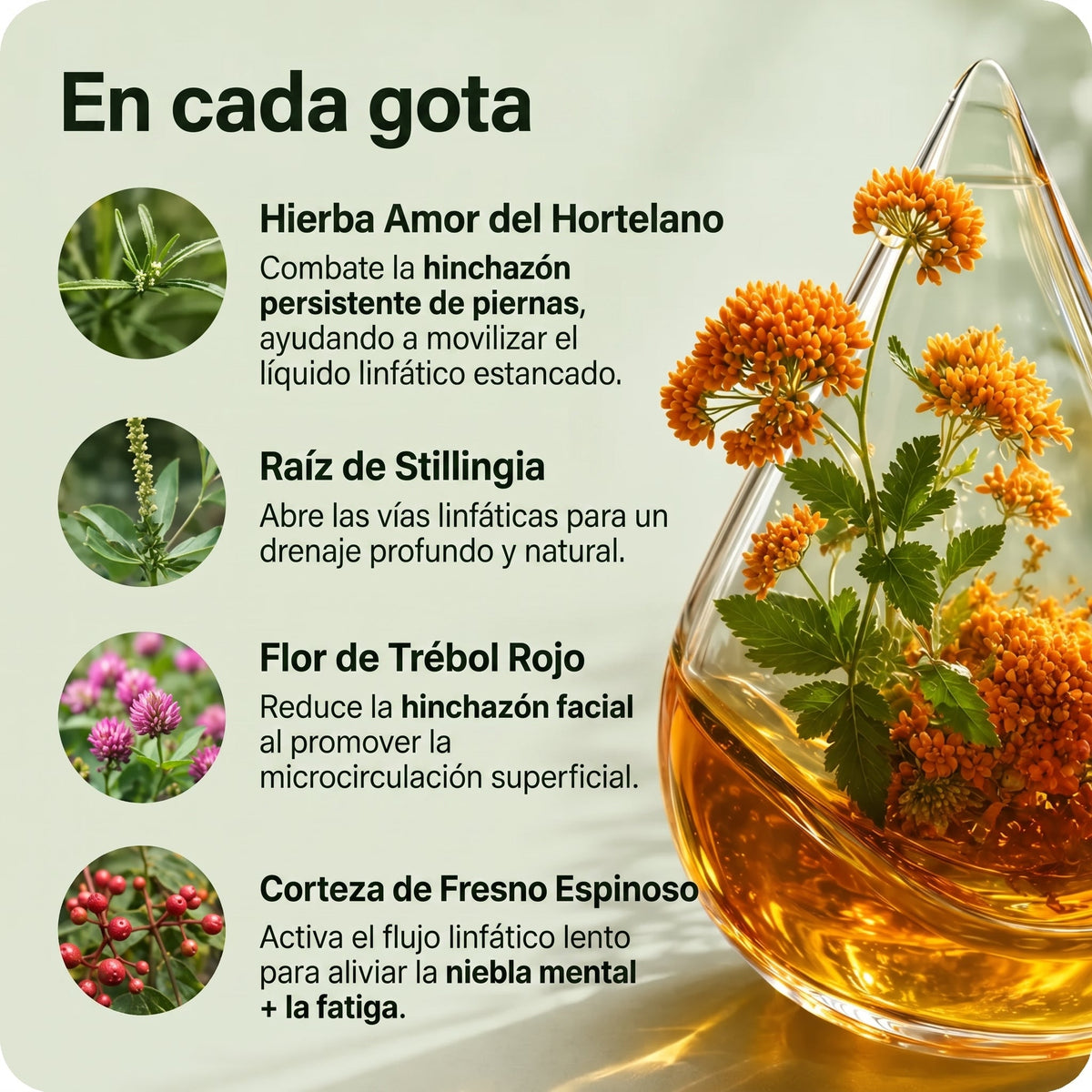 Gotas Lymphoria — Desintoxicación Linfática de Forma Natural